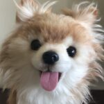 tanuki