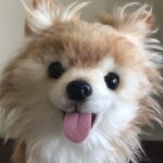 tanuki